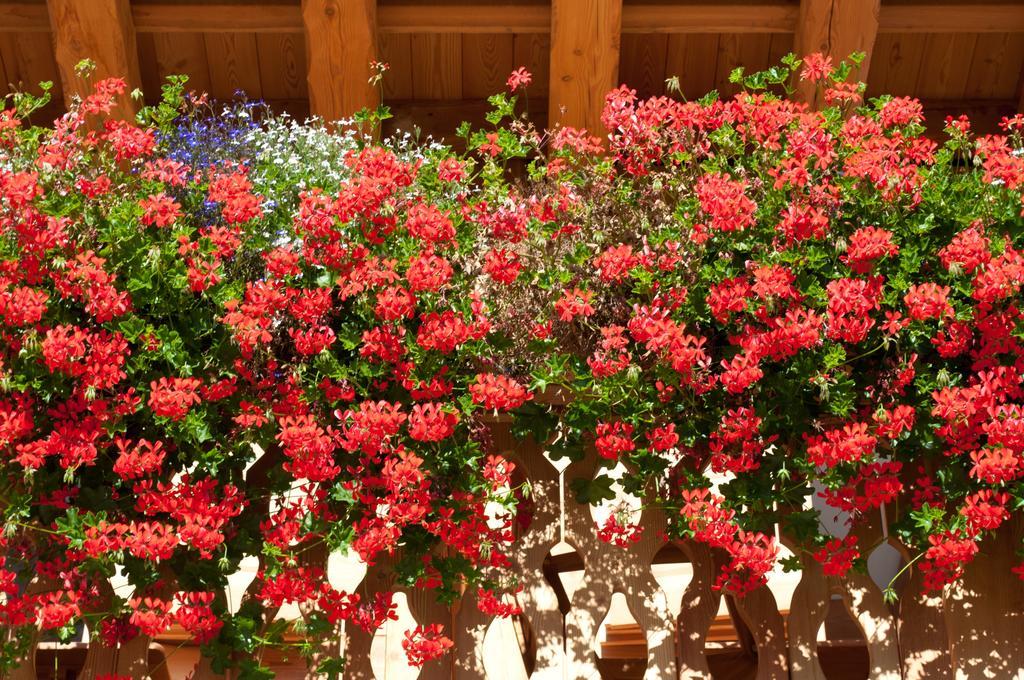 Fogajard Lovely Chalet Madonna Dış mekan fotoğraf